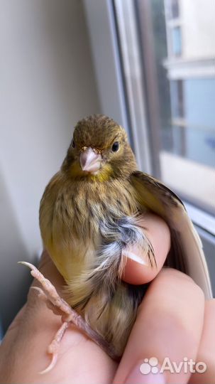 Кенары Файф Фенси