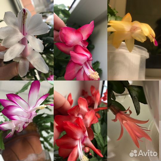 Декабрист, рипсалидопсис (укоренные черенки)