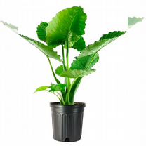 Алоказия Гагеана