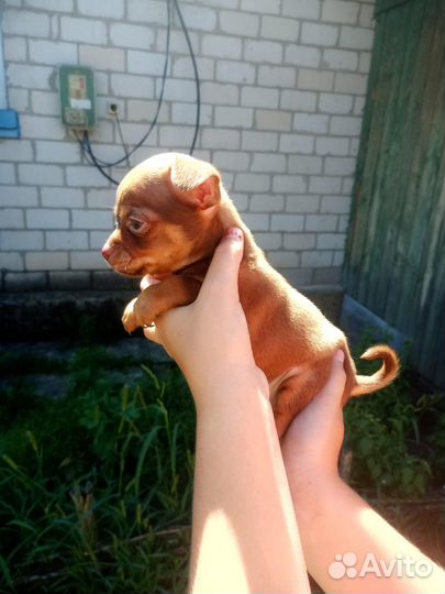 Щенки чихуахуа
