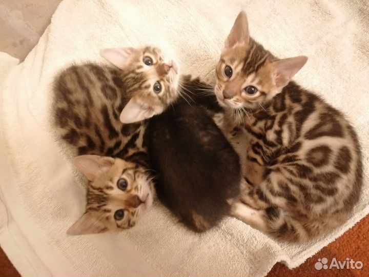 Бенгальские котята. Бенгалы