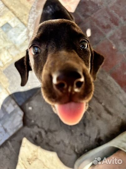 Охотничьи собаки щенки