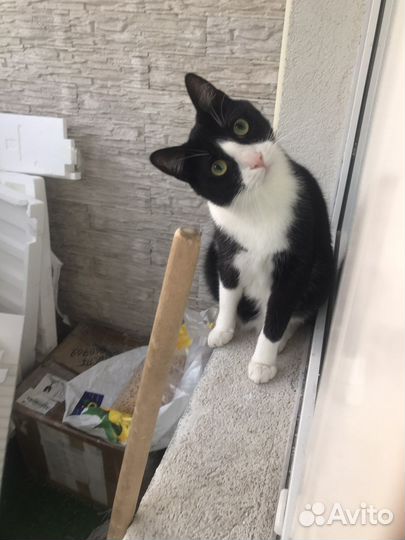 Кот в добрые руки