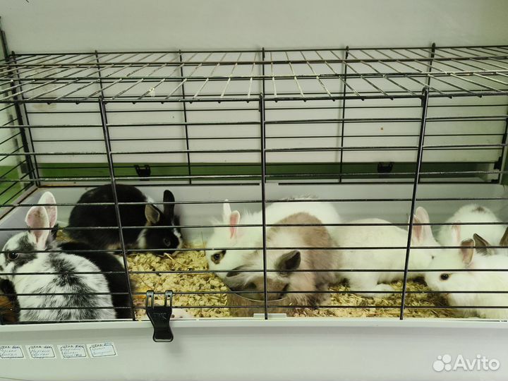 Морская свинка, кролики