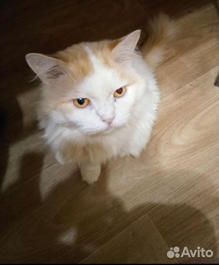 Кошка в дар бесплатно