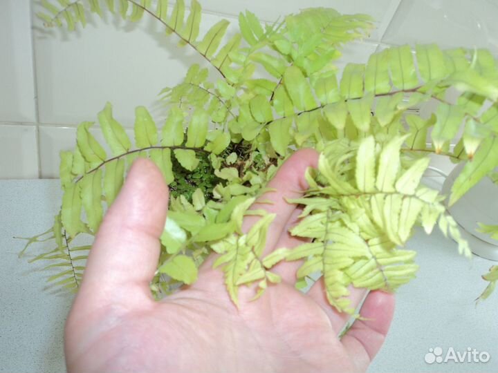 Комнатные растения цветы