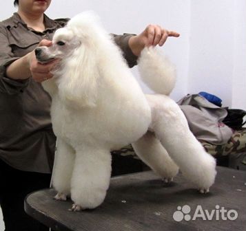 Стрижка собак (груминг)