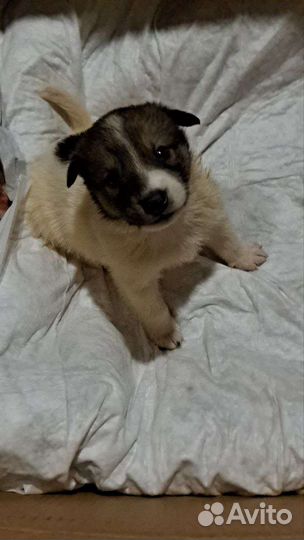 Щенок в добрые руки