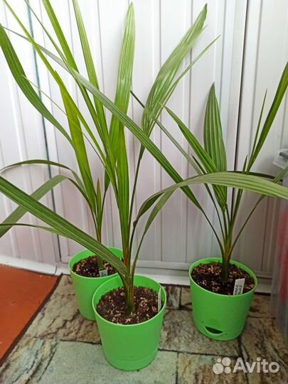 Финиковая пальма