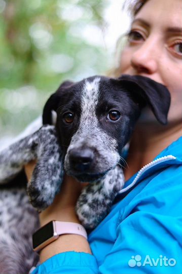 Щенки с интересным окрасом в дар