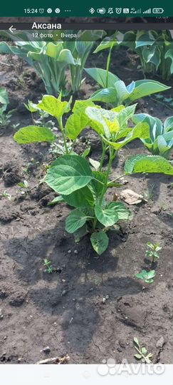 Гортензия. 500