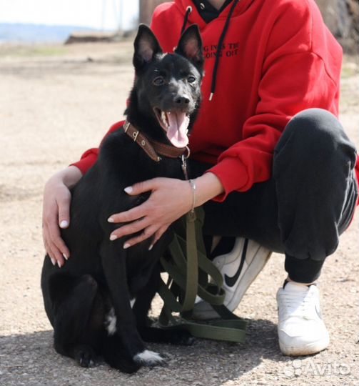 Собака в добрые руки