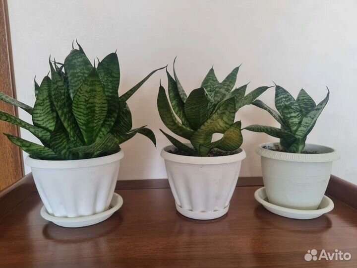 Сансевиерия