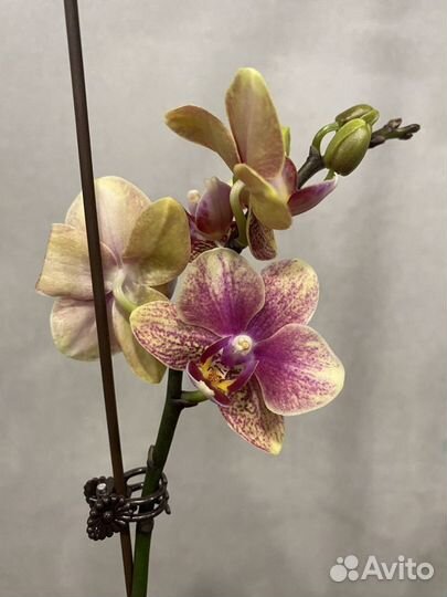 Орхидея дендробиум, камбрия, фаленопсис