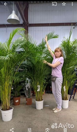 Пальма Арека/Дипсис