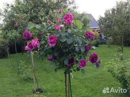 Роза на штамбе