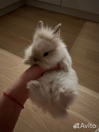 Декоративные кролики