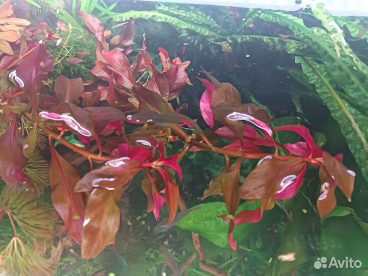 Аквариумные растения