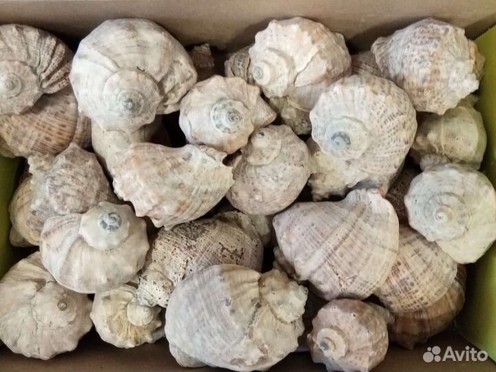 Морские ракушки раковины