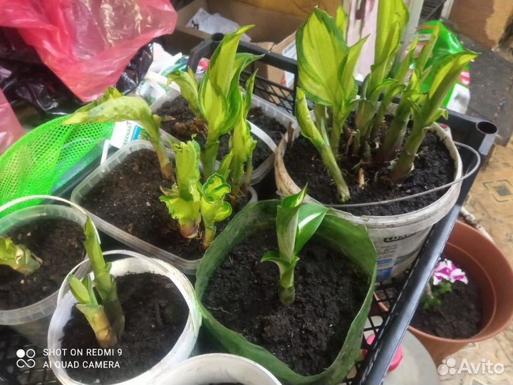 Продам цветы, рассаду