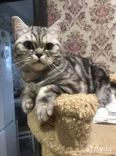 Британская кошка