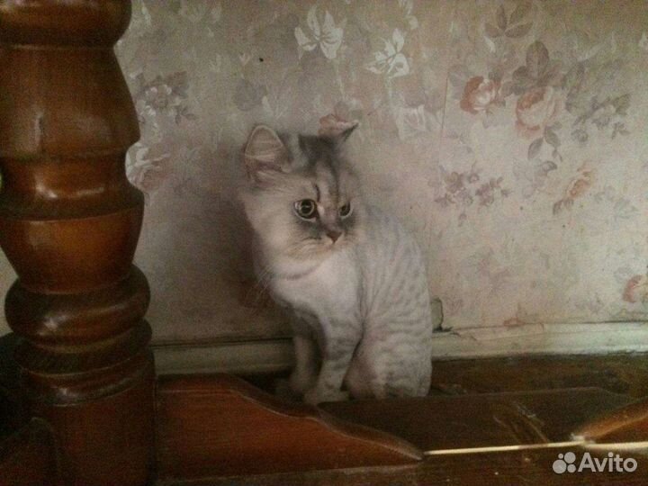 Передержка собак и кошек