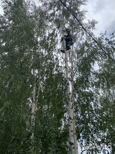 Спил деревьев