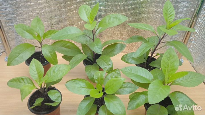 Джинура-Листья Бога