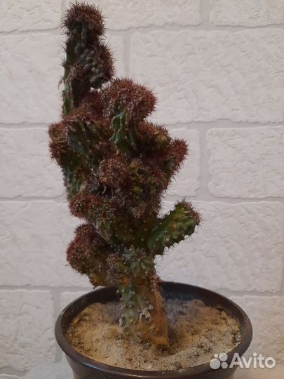 Кактус