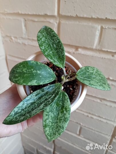 Рангсан, Дейкей сплеш, Еллоу, Кенеджиана, Белла