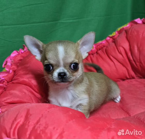 Чихуахуа мини щенки