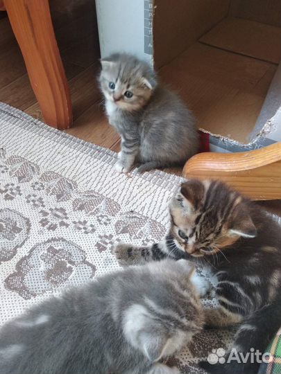 Британские котята