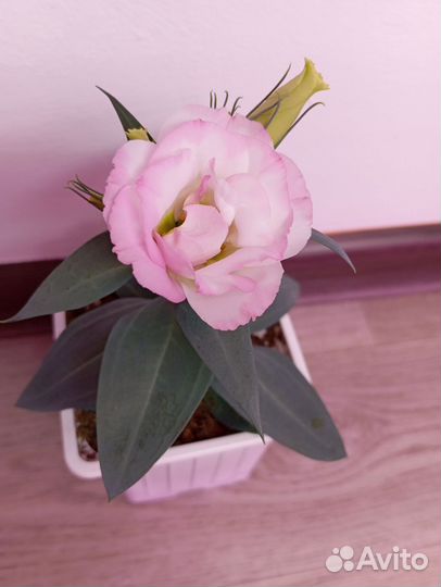 Эустома сорт Эхо