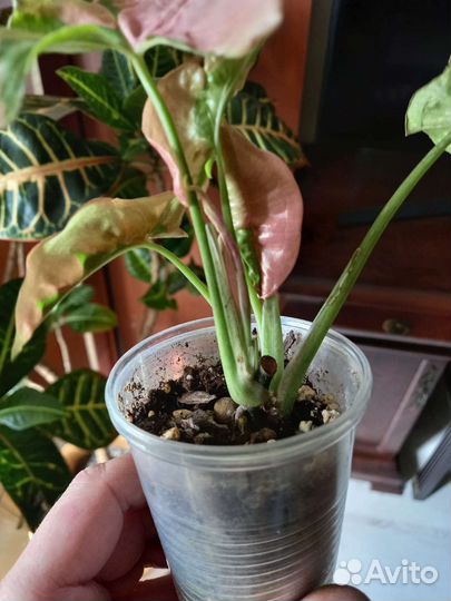 Сингониум пинк бьюти лава