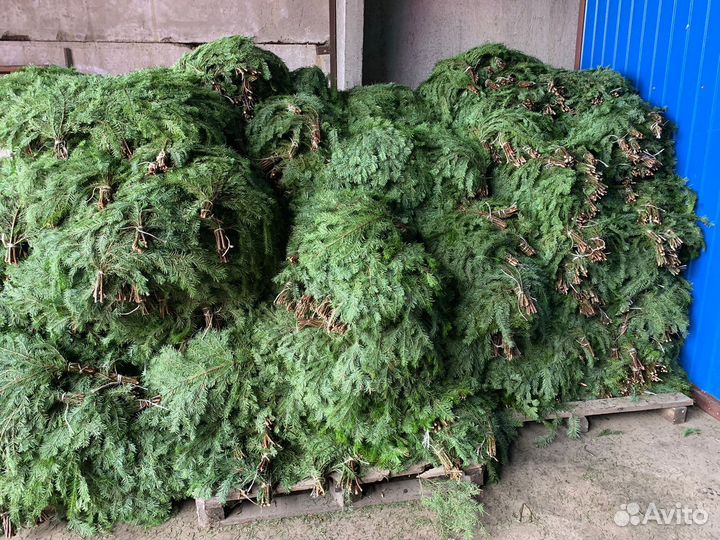 Ель сосна пихта