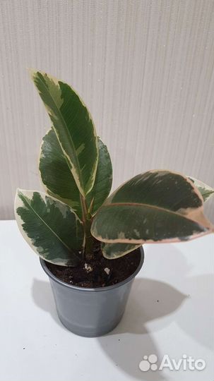 Фикус (Комнатные цветы)