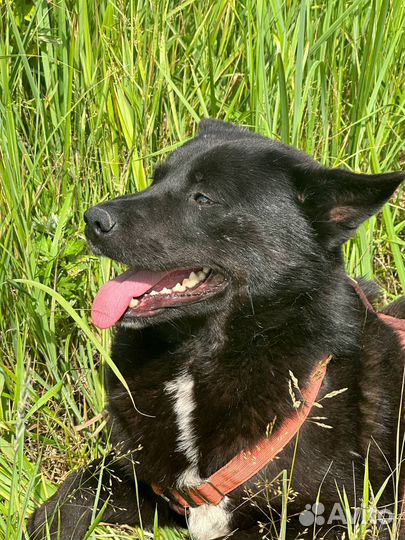 Трю’фель - для самого - самого хозяина