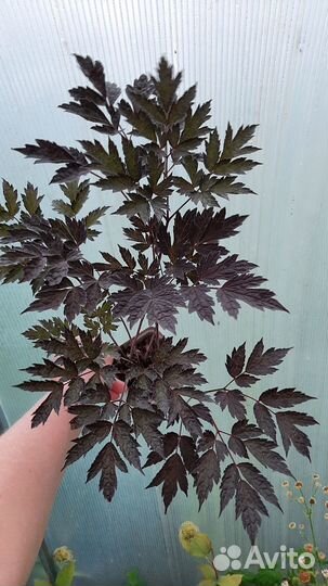 Клопогон ветвистый Brunette