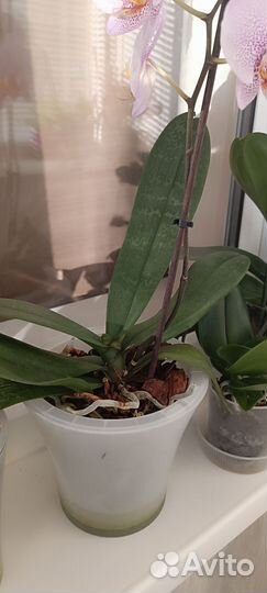 Орхидея фаленопсис Манхэттен