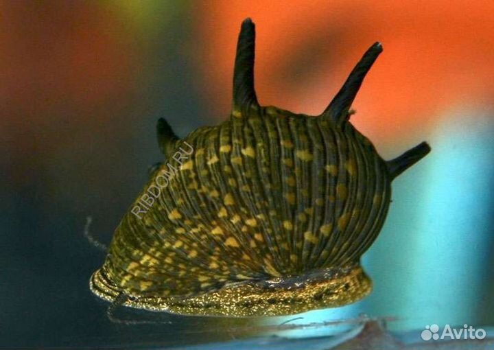 Солнечная улитка неритина в ассортименте