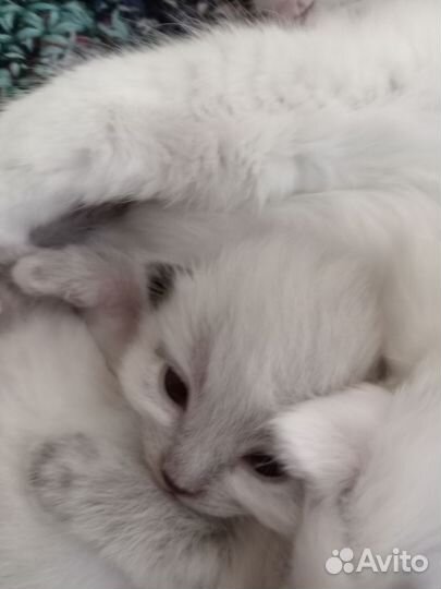 Котята в добрые руки бесплатно