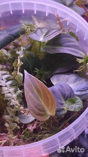 Комнатные растения#2