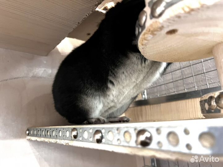 Шиншилла Черный жемчуг