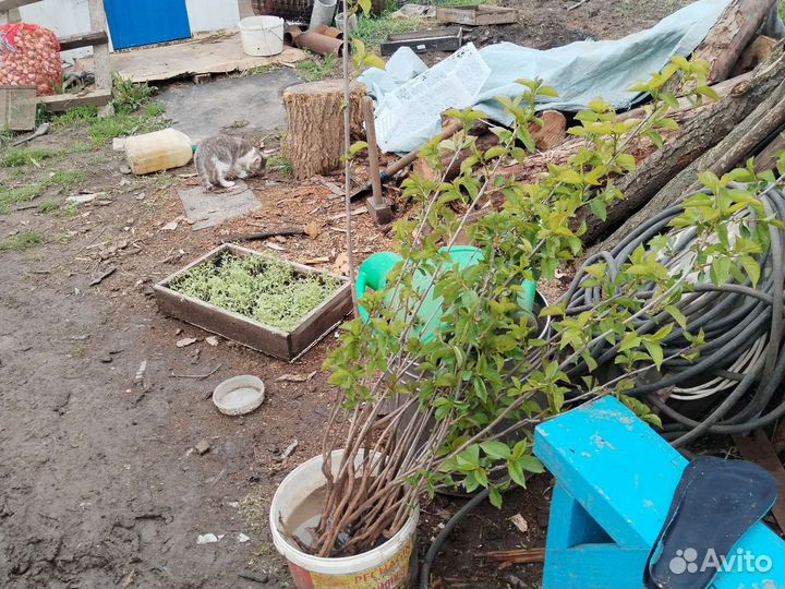 Рассада клубники,помидора,перца,огурцов