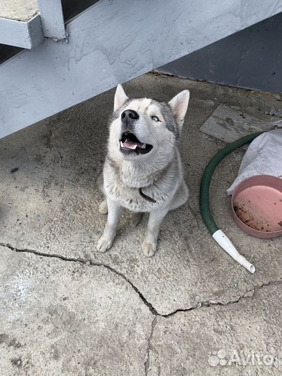 Найден хаски