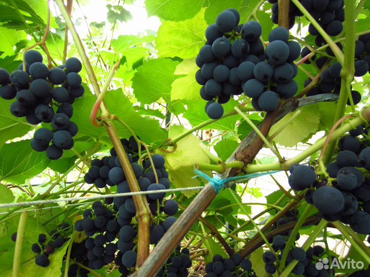 Саженцы раннего винограда, грецкого ореха