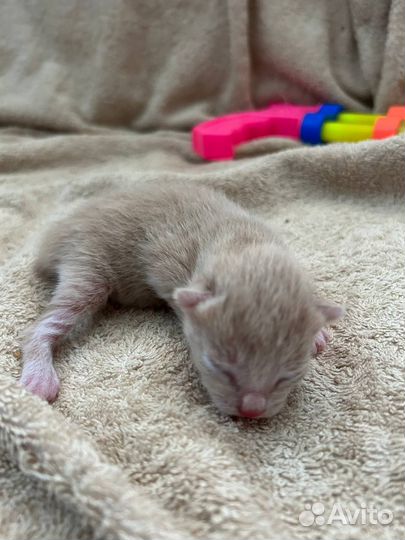 Котёнок