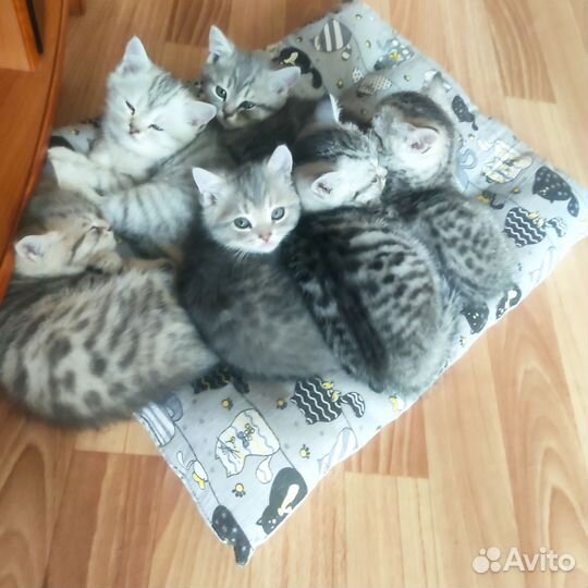 Шотландские котята