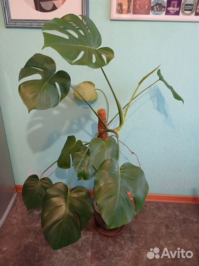 Монстера в керамическом горшке