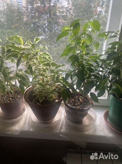 Продаю Фикусы Бенджамина